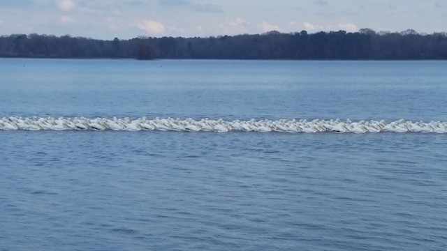 American White Pelican - ML403848881