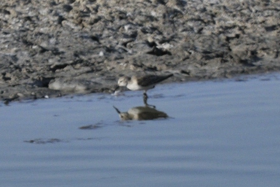 Western Sandpiper - ML40384911