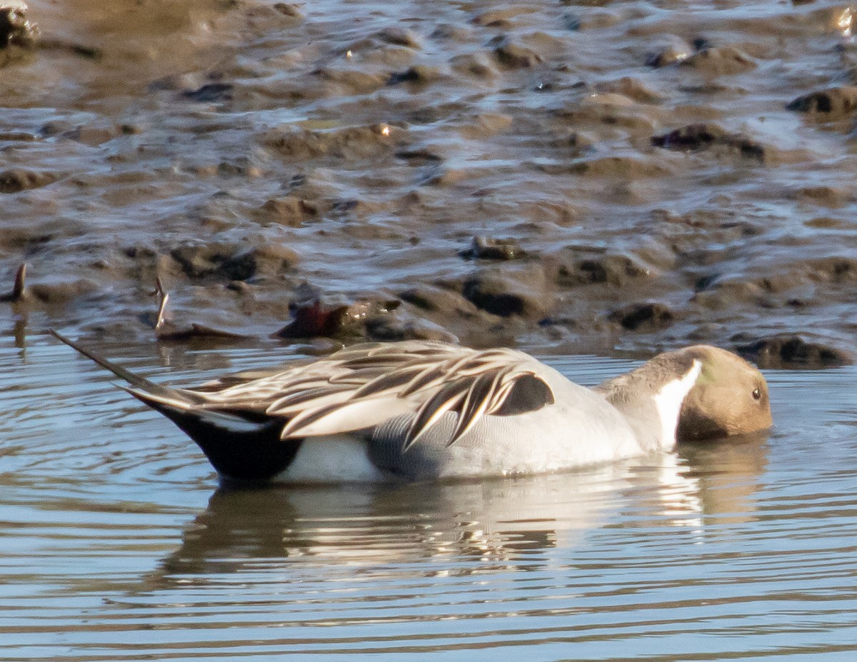 Northern Pintail - ML403849171