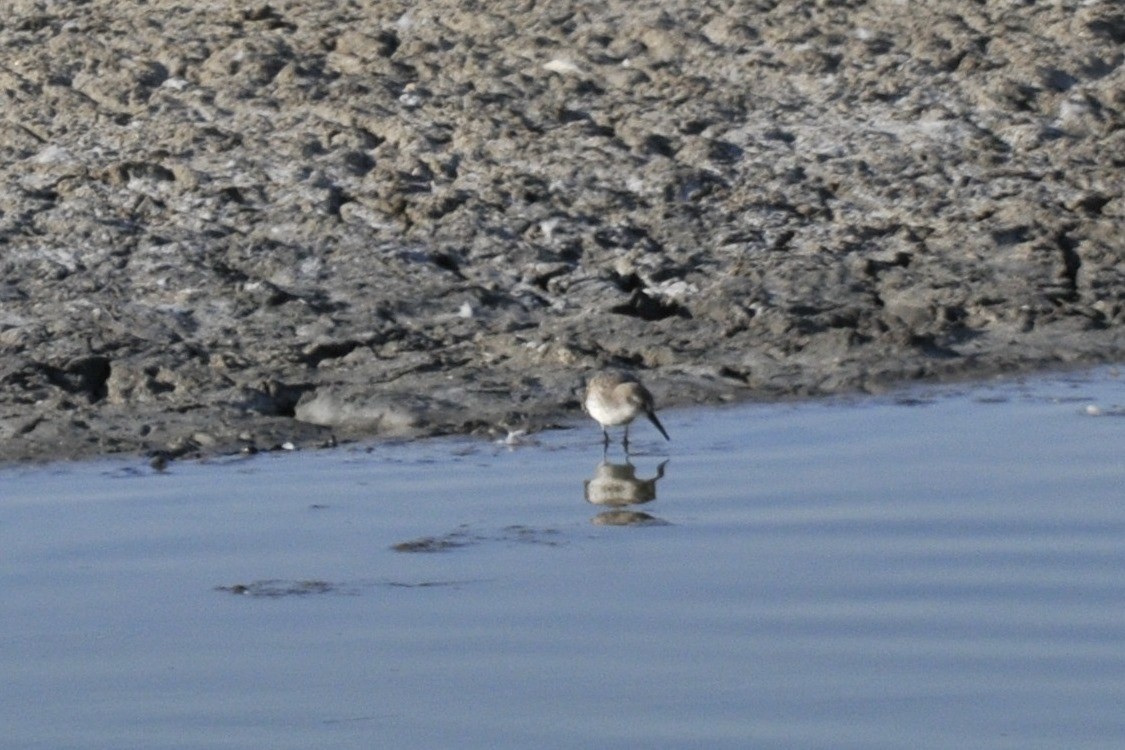 Western Sandpiper - ML40384921