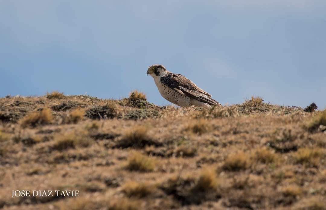 Peregrine Falcon (South American) - jose diaz tavie