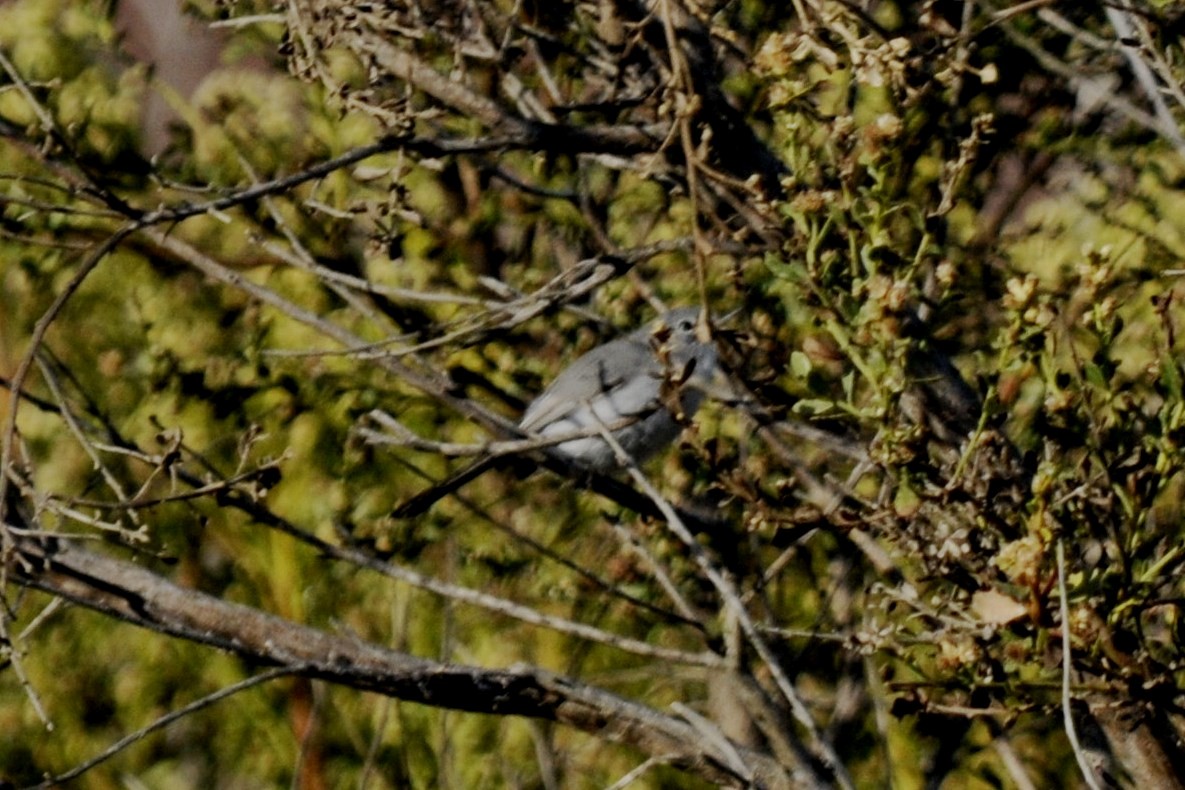 Blue-gray Gnatcatcher - John Doty