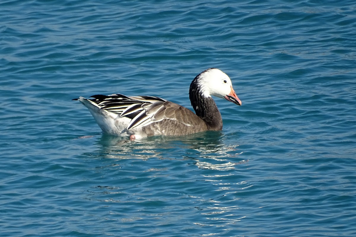 Snow Goose - ML403851101