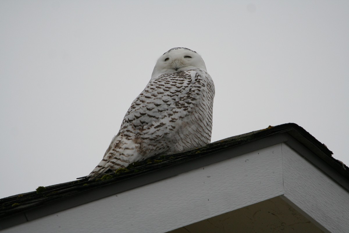 Snowy Owl - ML403851211
