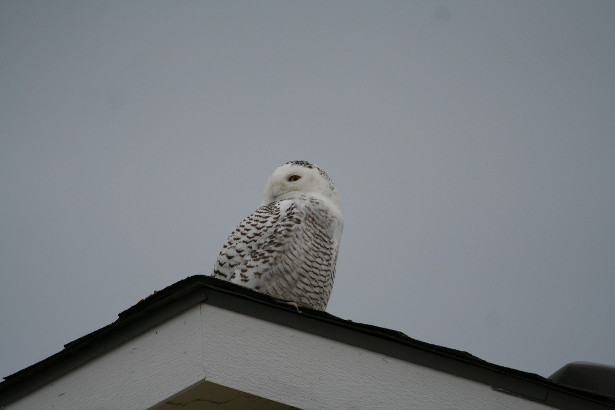 Snowy Owl - ML403851221