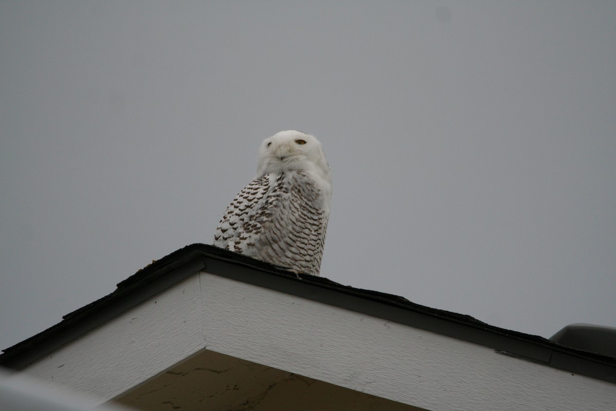 Snowy Owl - ML403851231