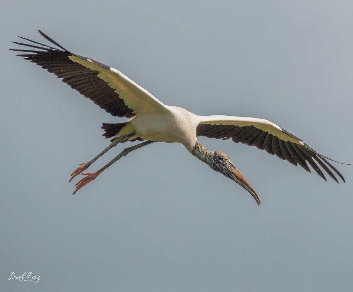 Wood Stork - David Paez