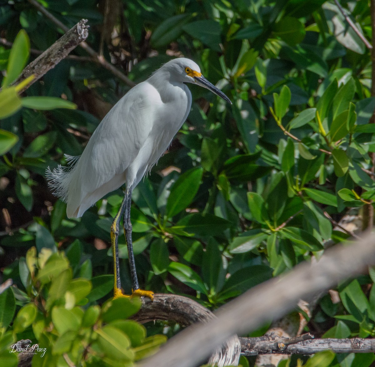 Snowy Egret - ML403852101