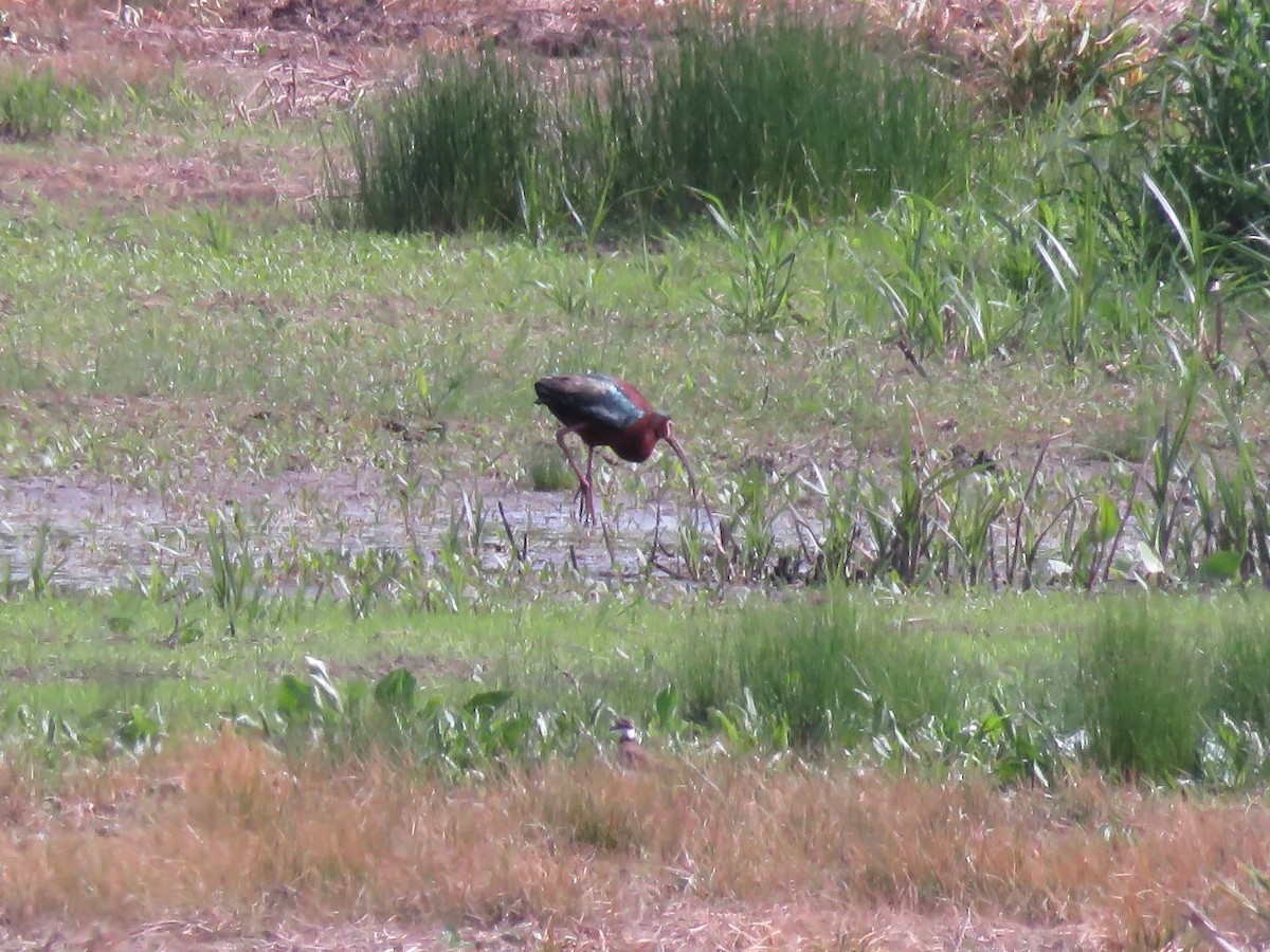 White-faced Ibis - ML403852111