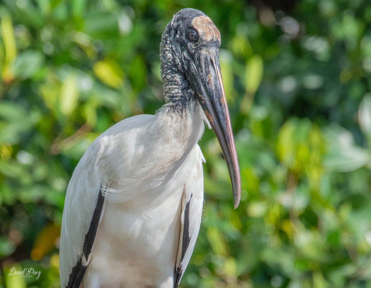 Wood Stork - ML403852191