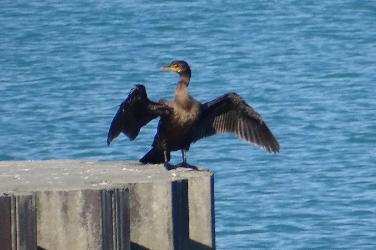 Double-crested Cormorant - ML403853221