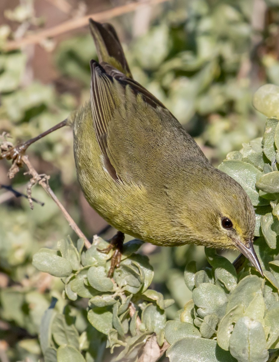 Orange-crowned Warbler - ML403853831