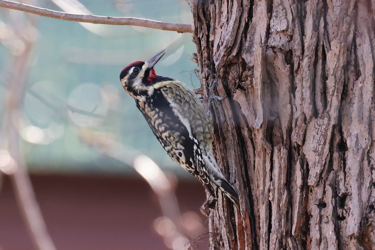 Yellow-bellied Sapsucker - ML403854831