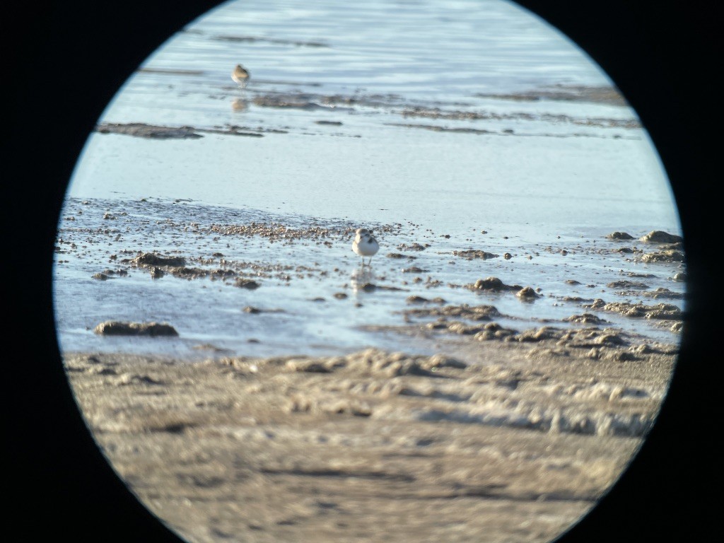 Snowy Plover - ML403855511