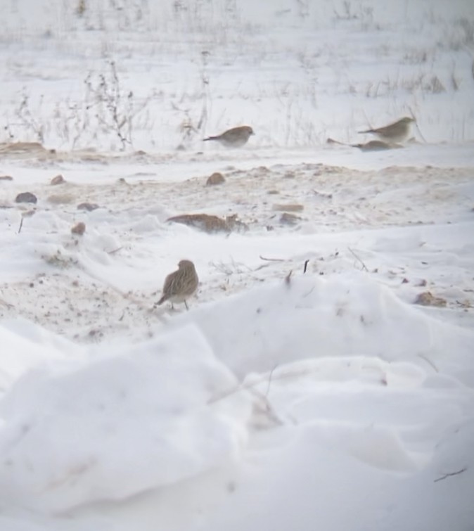 Horned Lark - ML403855681