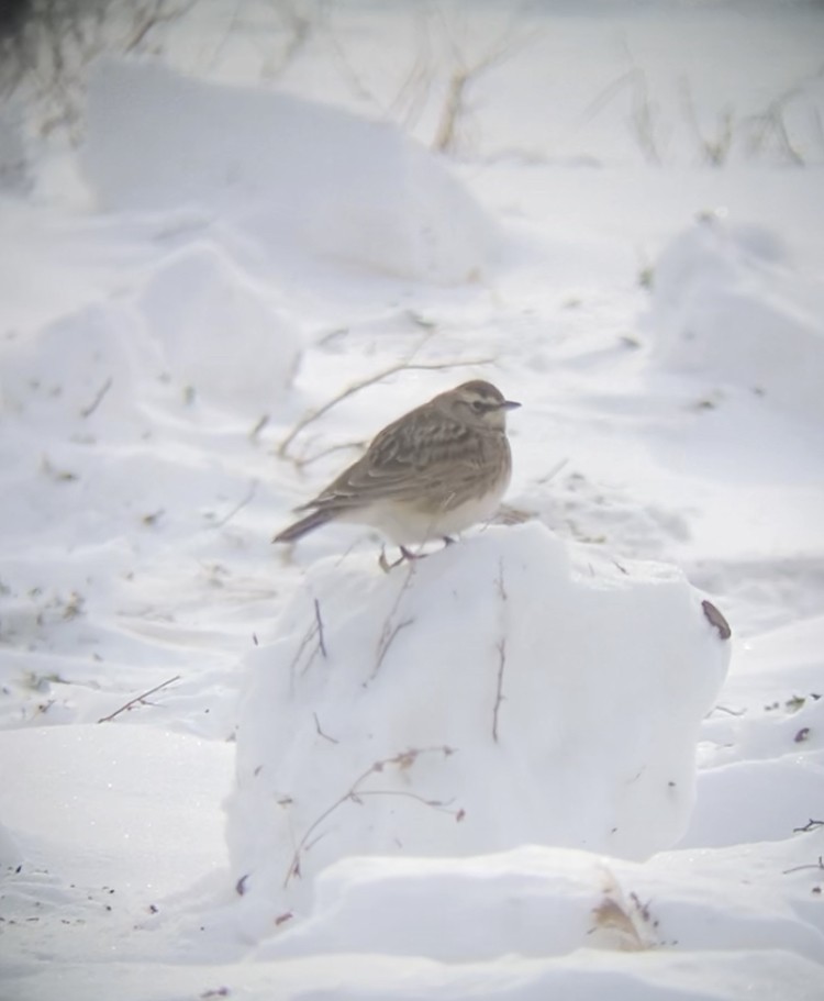 Horned Lark - ML403855691