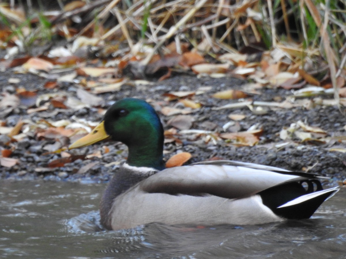 Mallard - Randy Smith