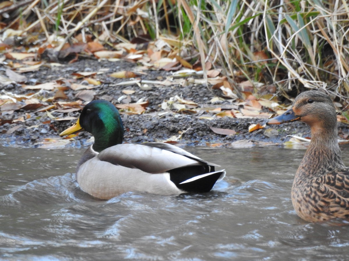 Canard colvert - ML40385871