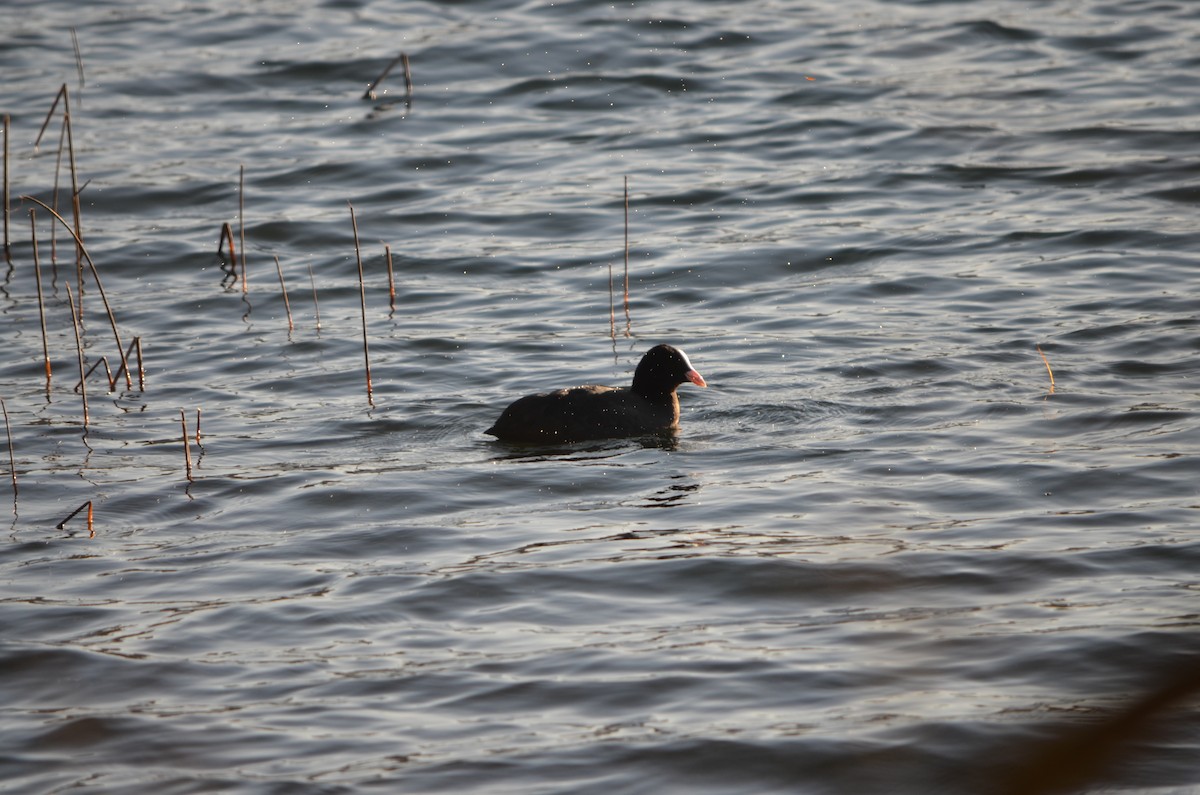 Eurasian Coot - ML403859061