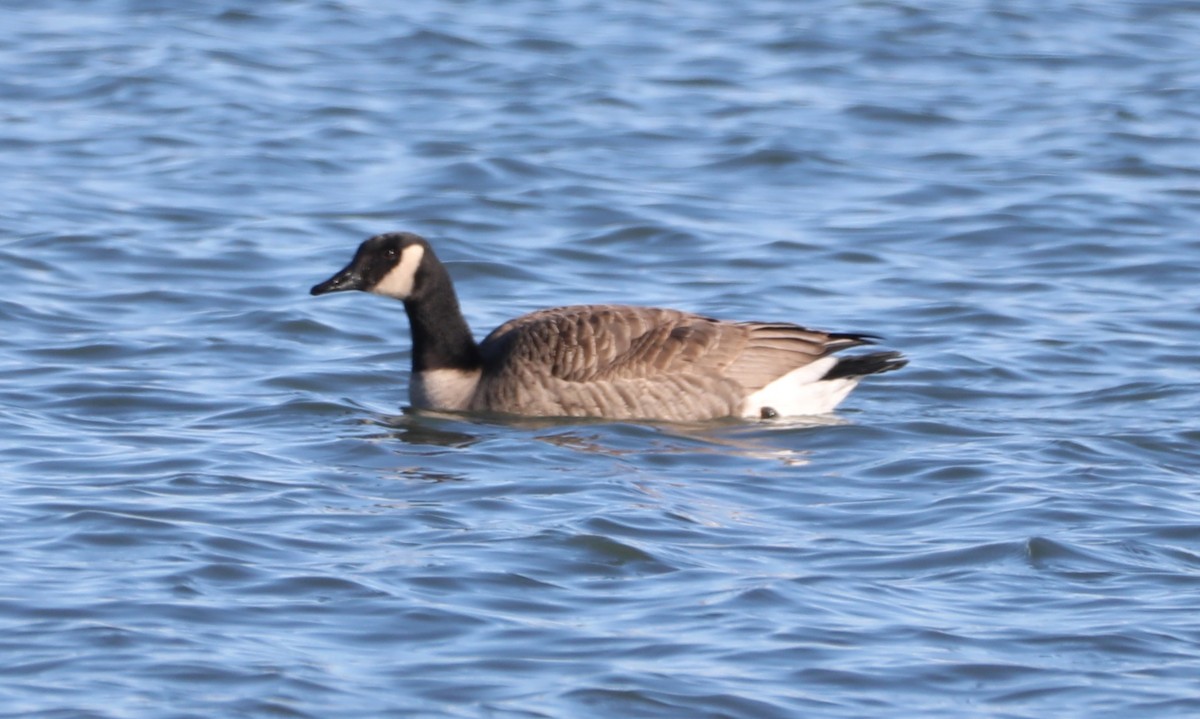 Canada Goose - ML403859501