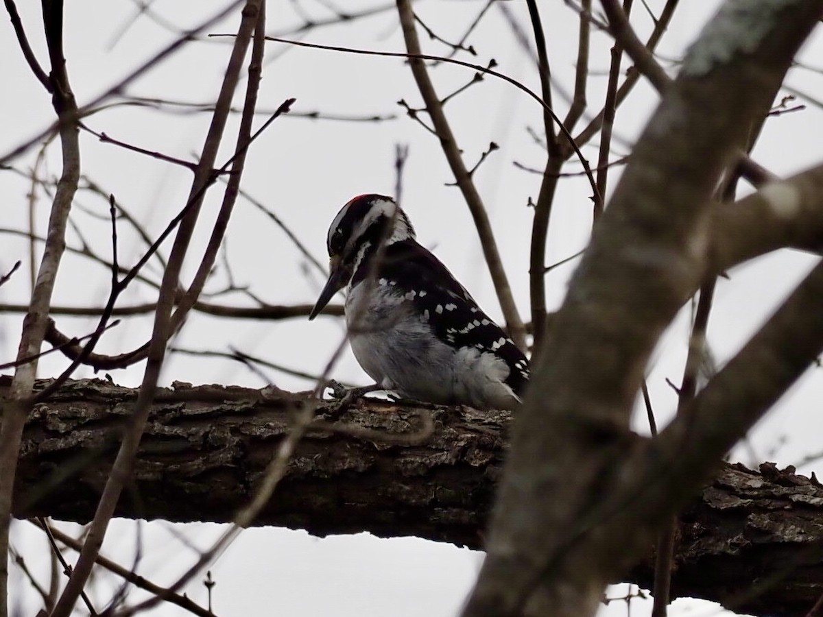 Hairy Woodpecker - ML403865331