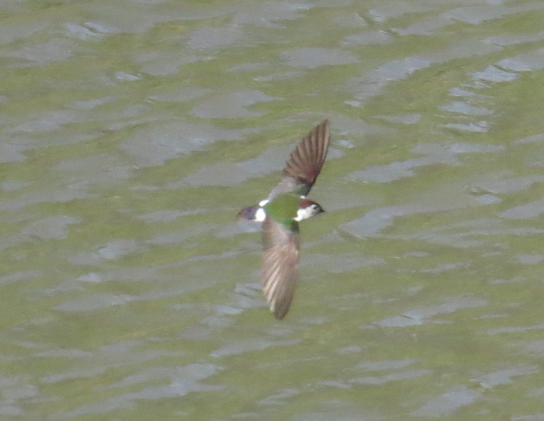 Violet-green Swallow - ML40386561