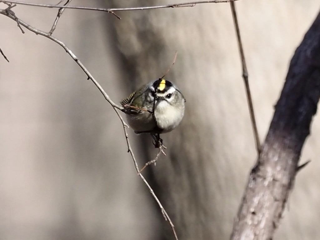 Golden-crowned Kinglet - ML403865641