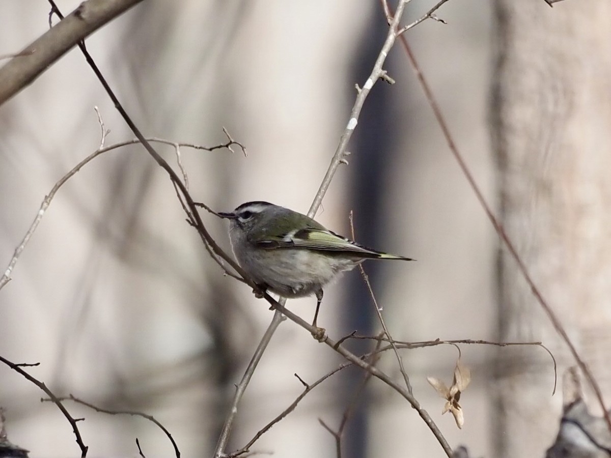 Golden-crowned Kinglet - ML403865661