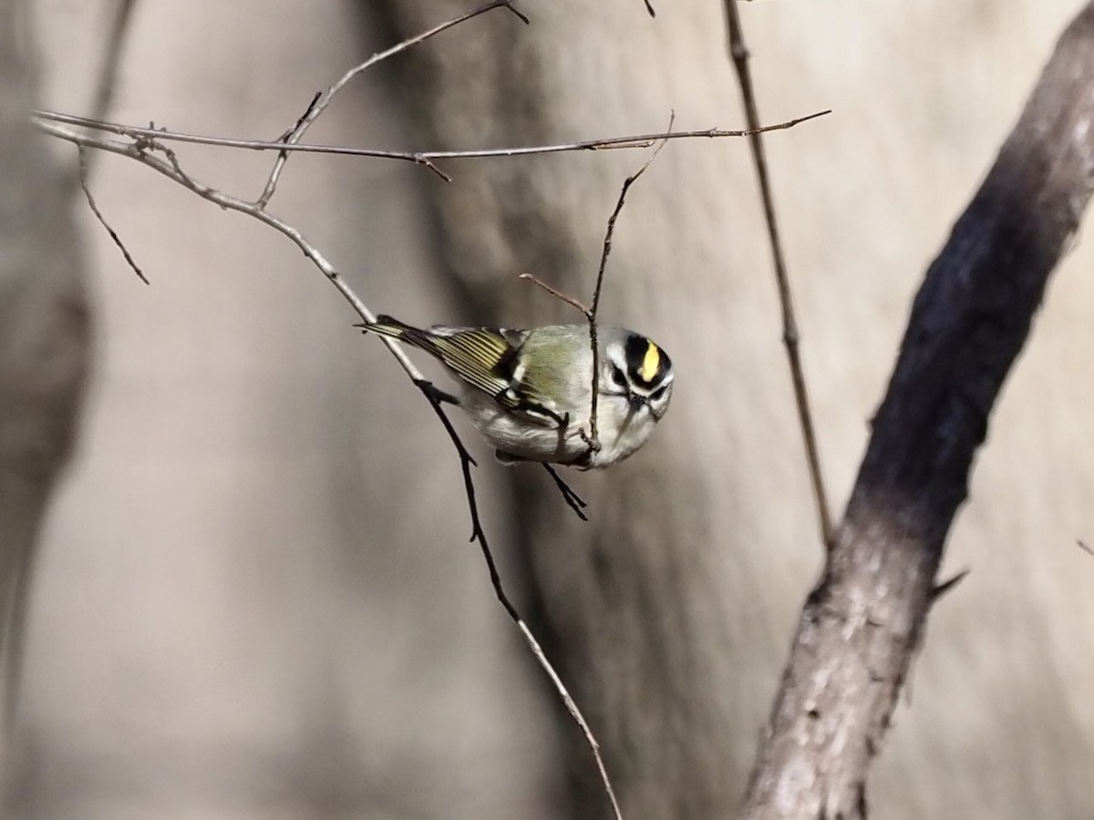 Golden-crowned Kinglet - ML403865671