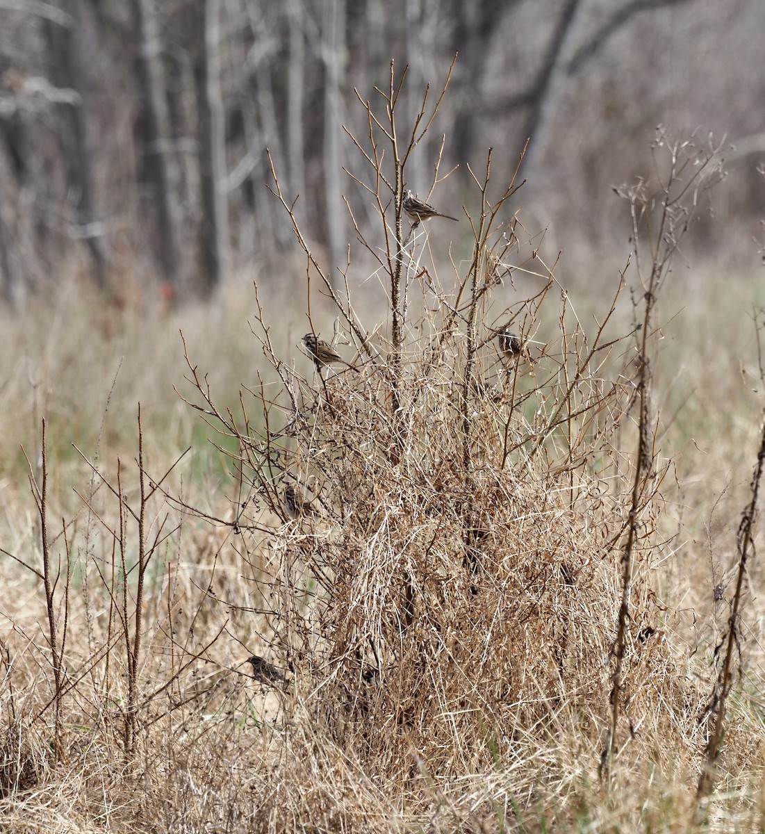 Song Sparrow - ML403866131