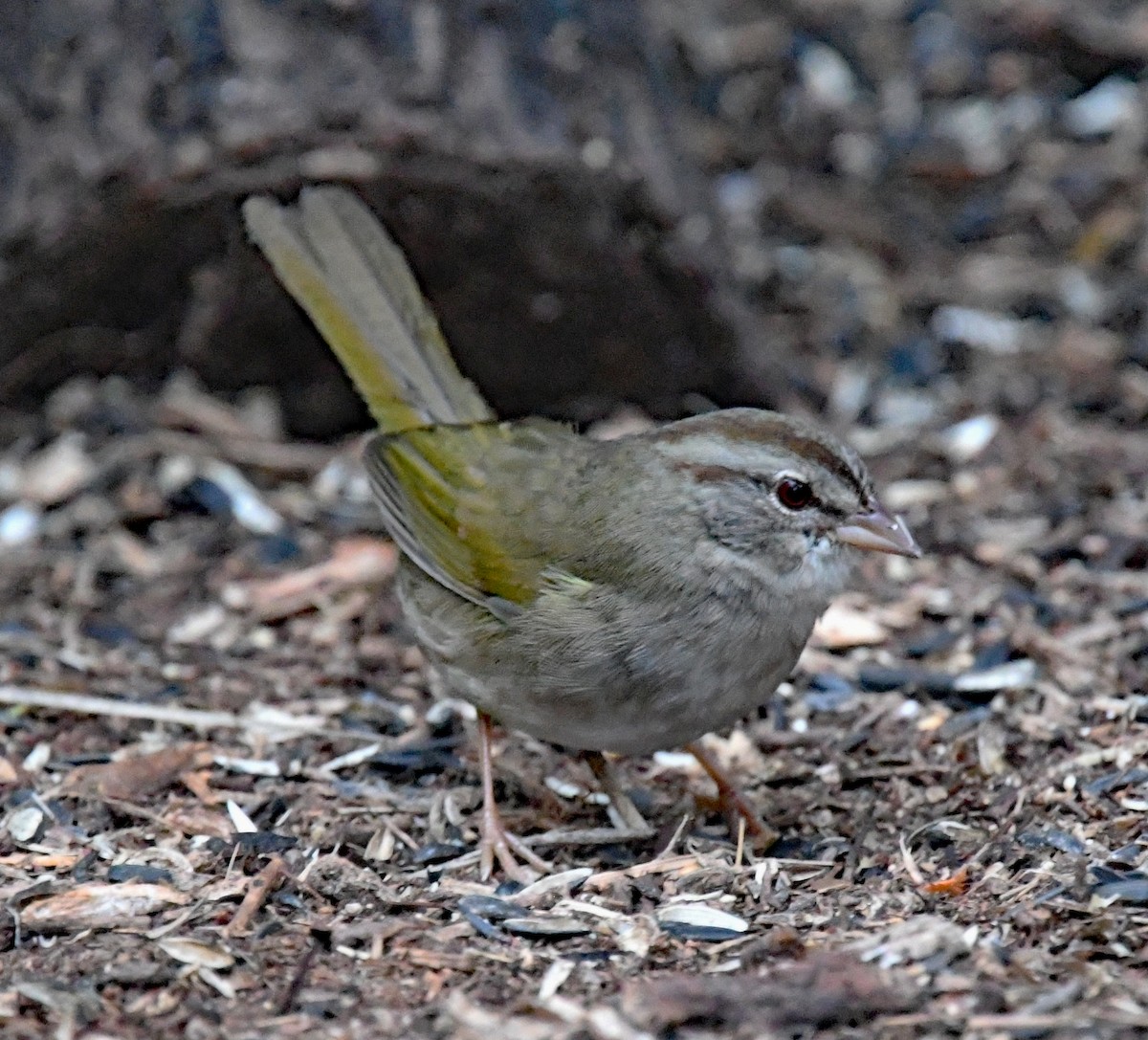 Olive Sparrow - Richard Taylor