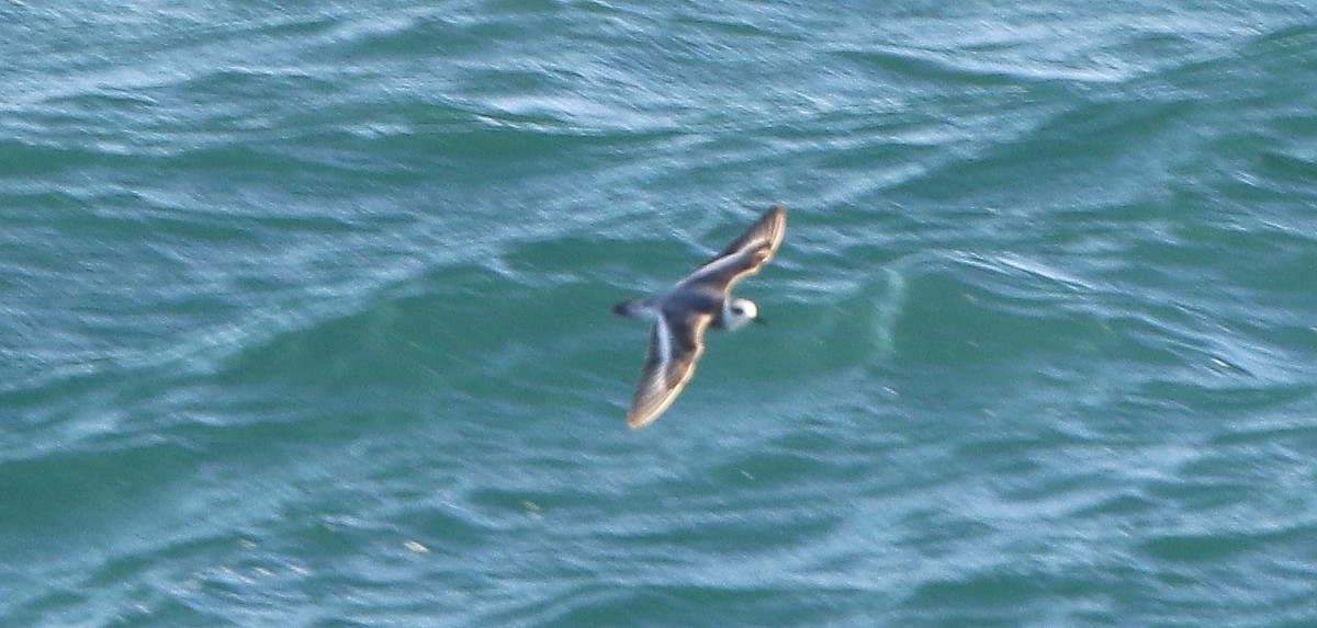 Red Phalarope - ML403867211