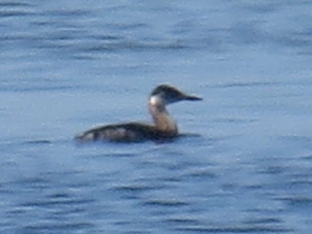 Red-necked Grebe - ML40386761