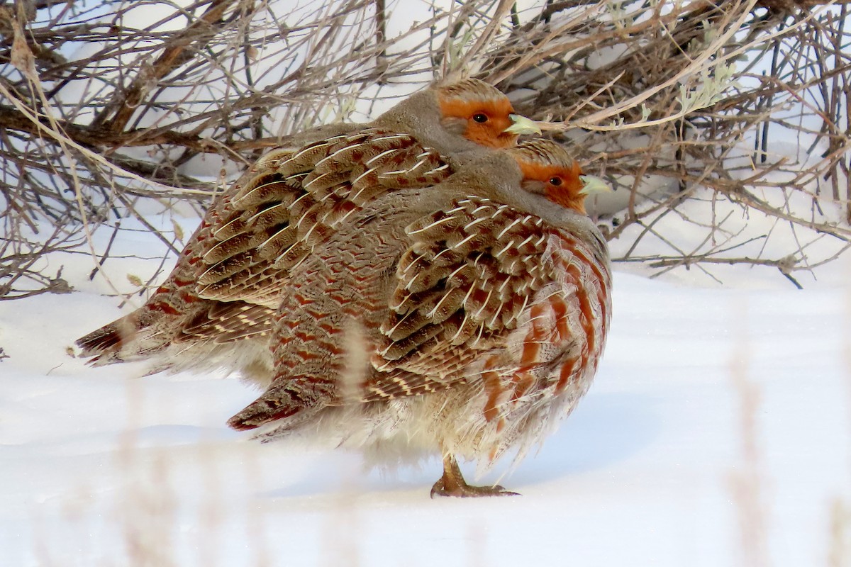 Gray Partridge - Brad Vissia
