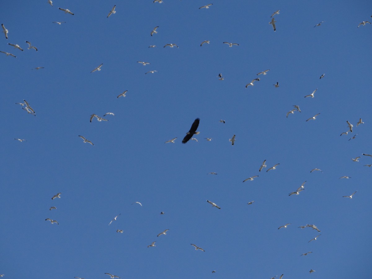 Bald Eagle - ML403867721