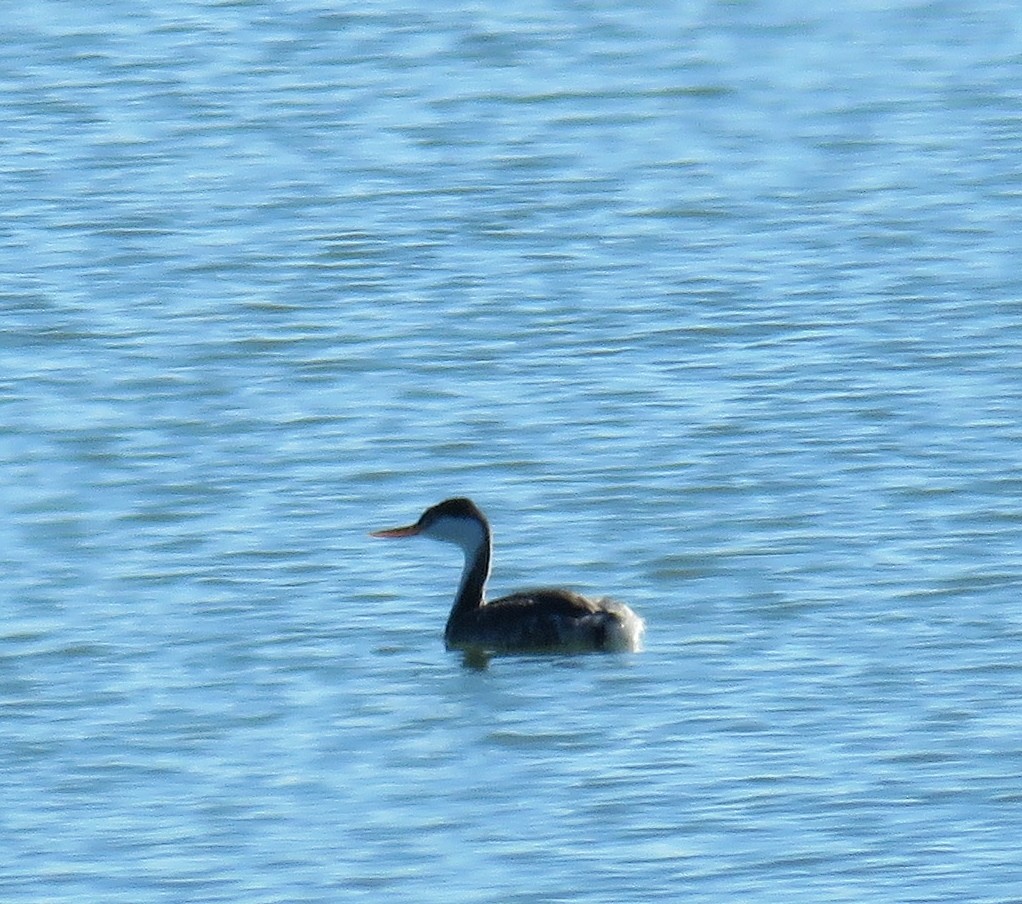 Clark's Grebe - ML40386841