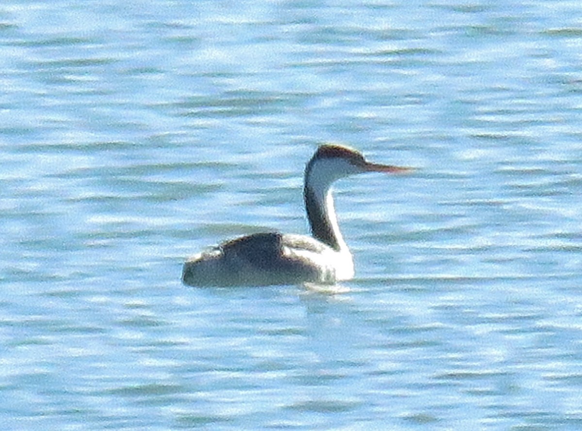 Clark's Grebe - JoAnn Potter Riggle 🦤