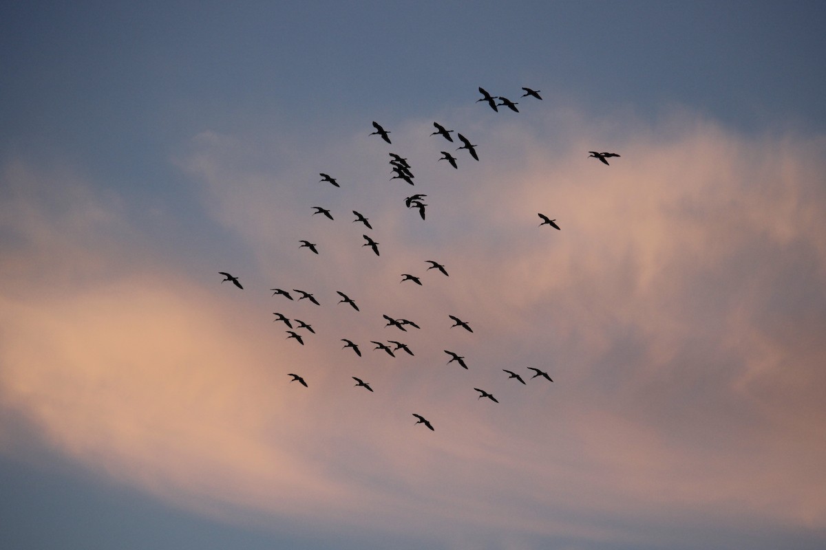 Glossy Ibis - ML403868771