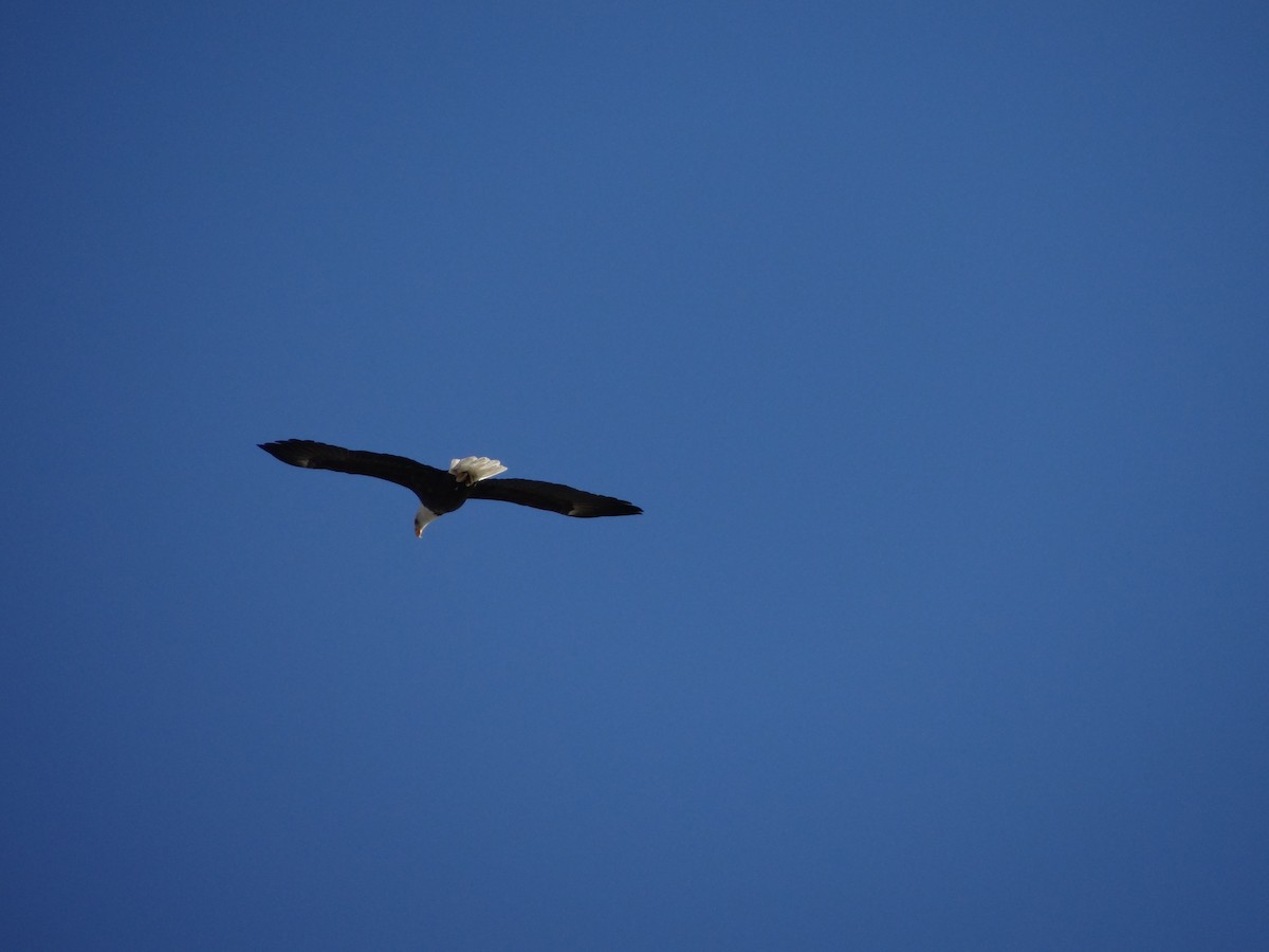 Bald Eagle - ML403868821