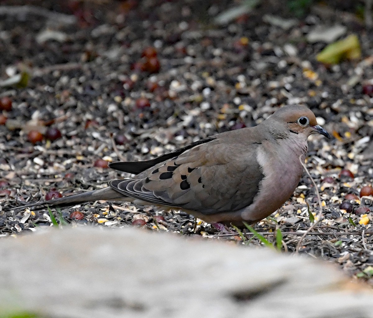 Mourning Dove - ML403869101