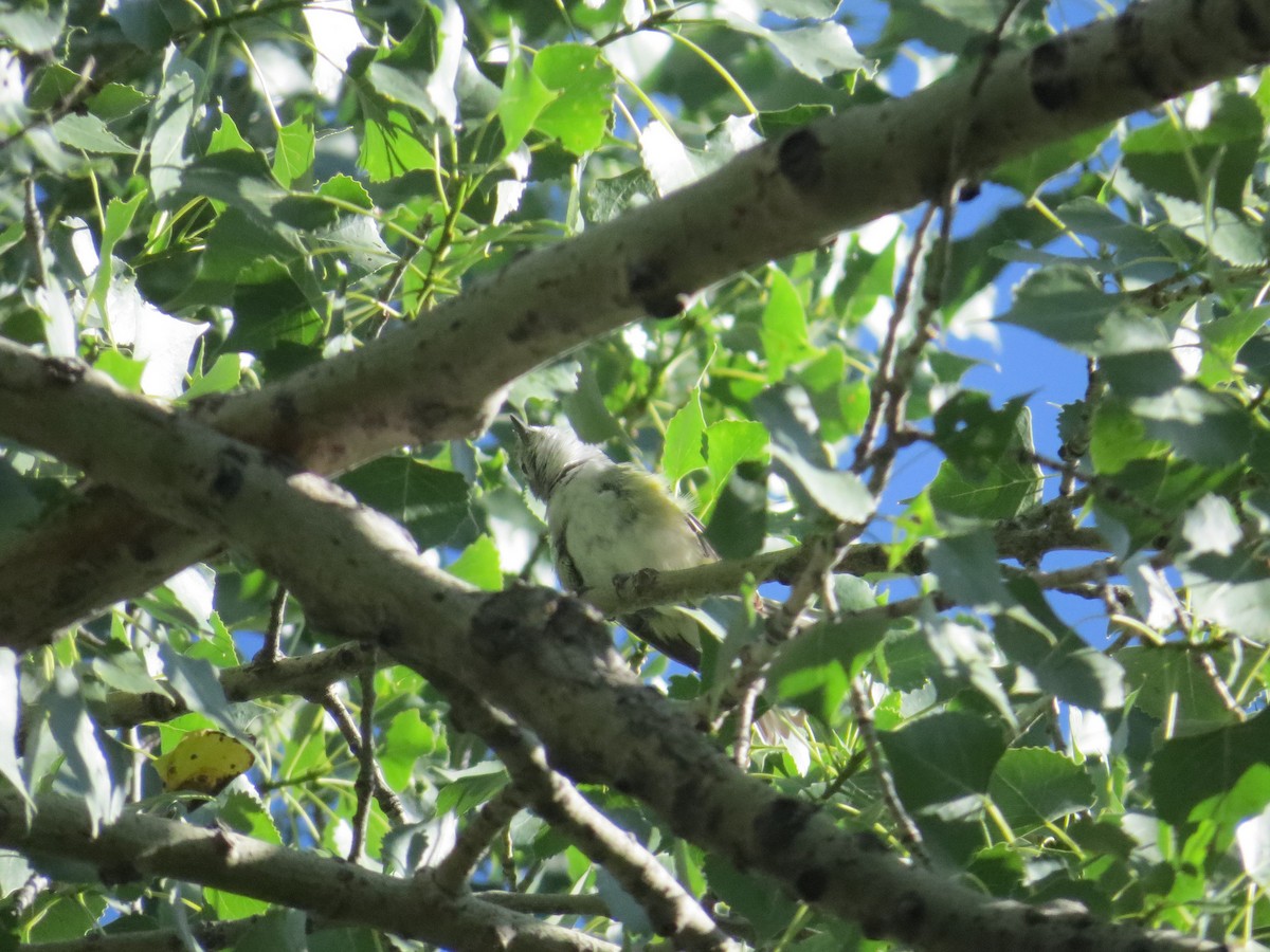 Plumbeous Vireo - Todd Alfes