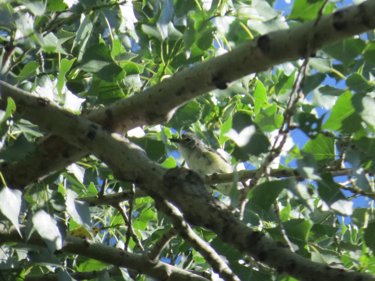 Plumbeous Vireo - ML40387051