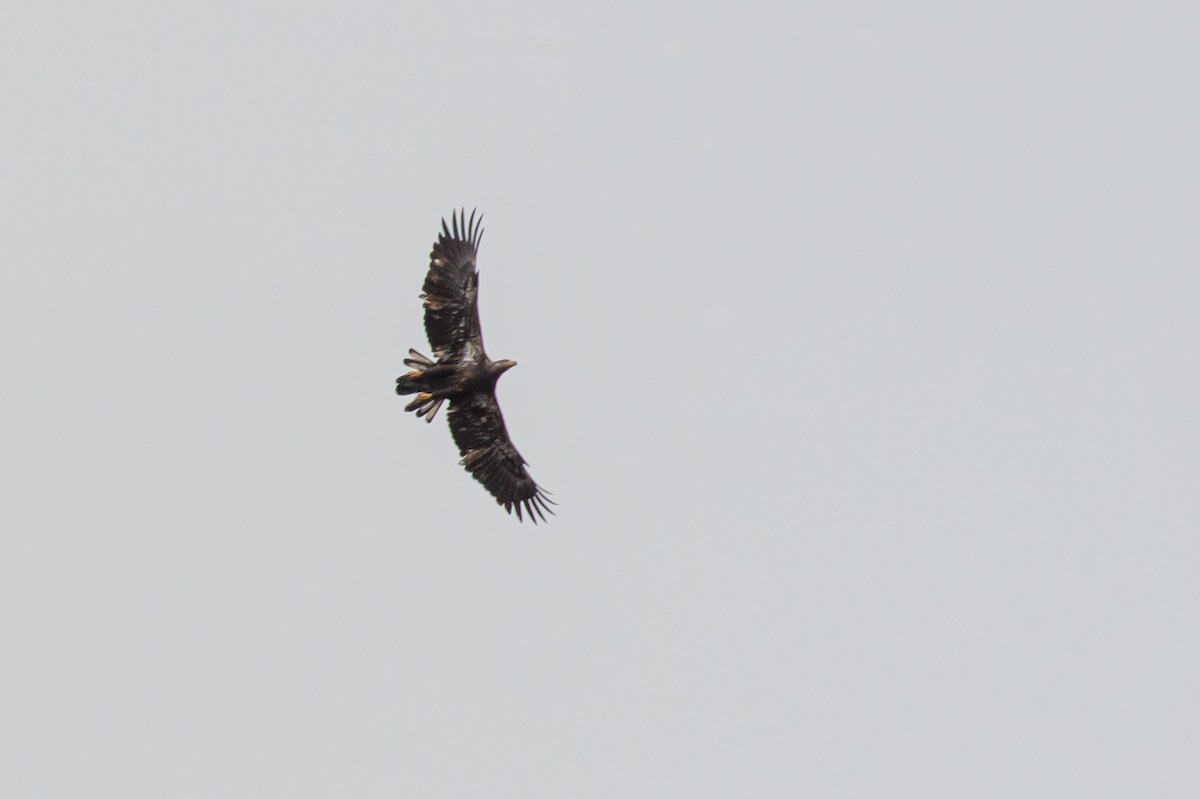 Bald Eagle - ML403870571