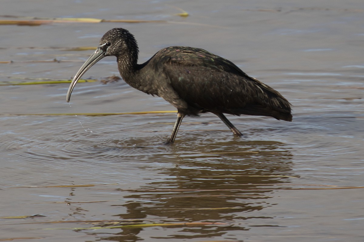 Glossy Ibis - Hayley Keevan