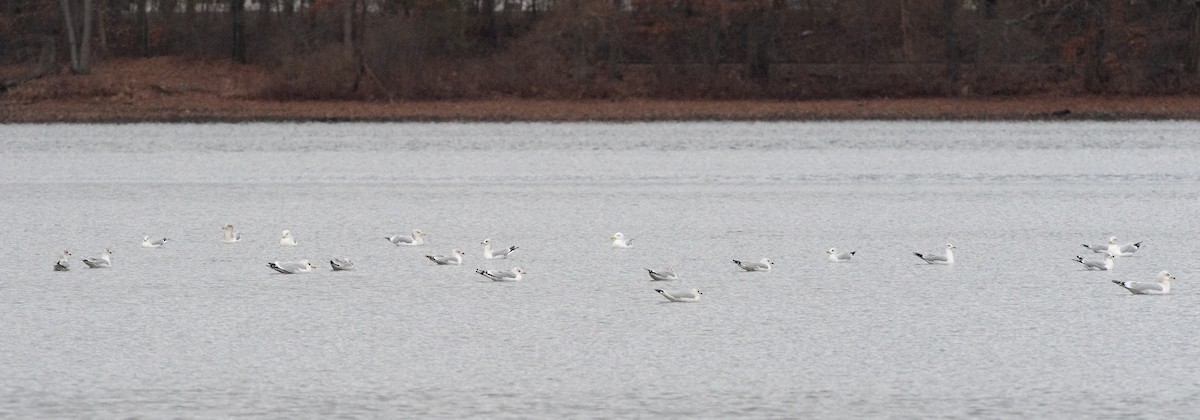 Ring-billed Gull - ML403870661