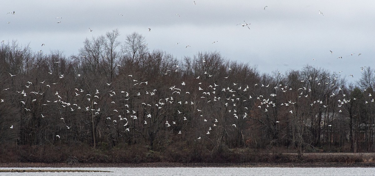 Ring-billed Gull - ML403870761