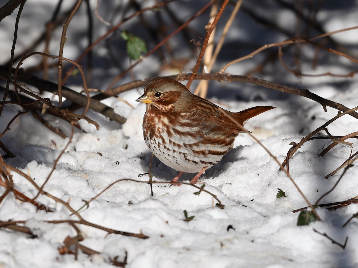 Fox Sparrow - ML403871841