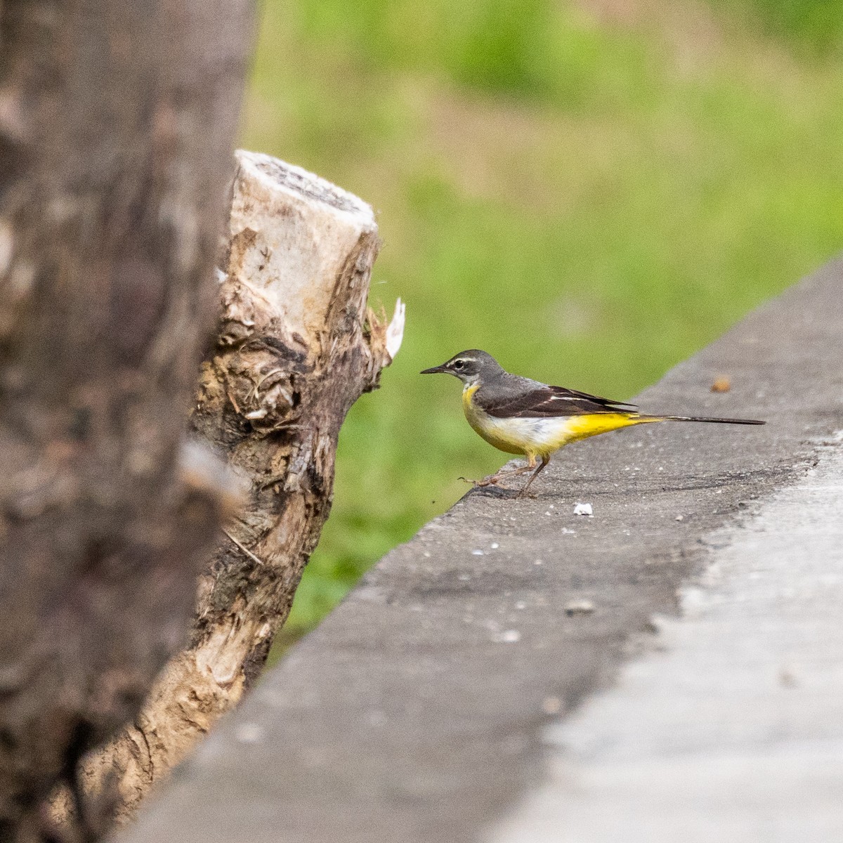 Gray Wagtail - PO-HSUN (博勛) HSU (許)