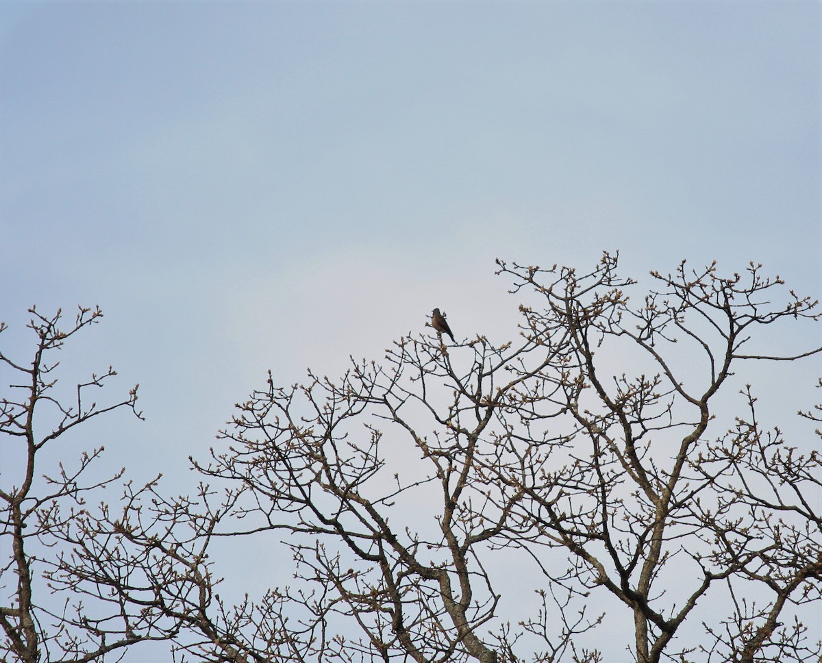 Northern Flicker (Red-shafted) - ML403874481