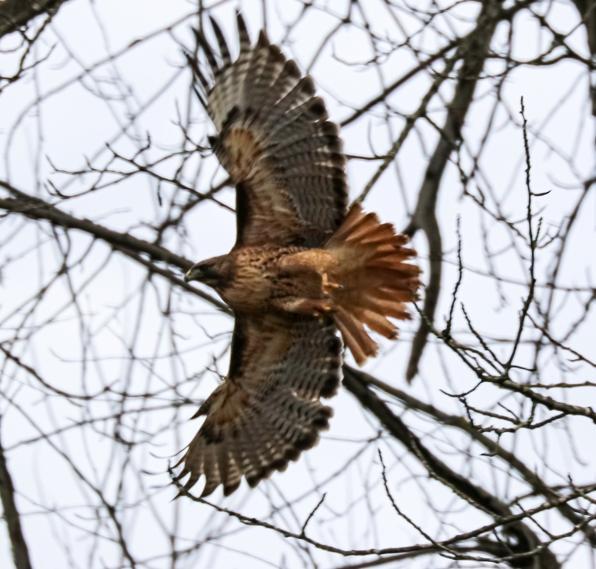 Red-tailed Hawk - ML403875031